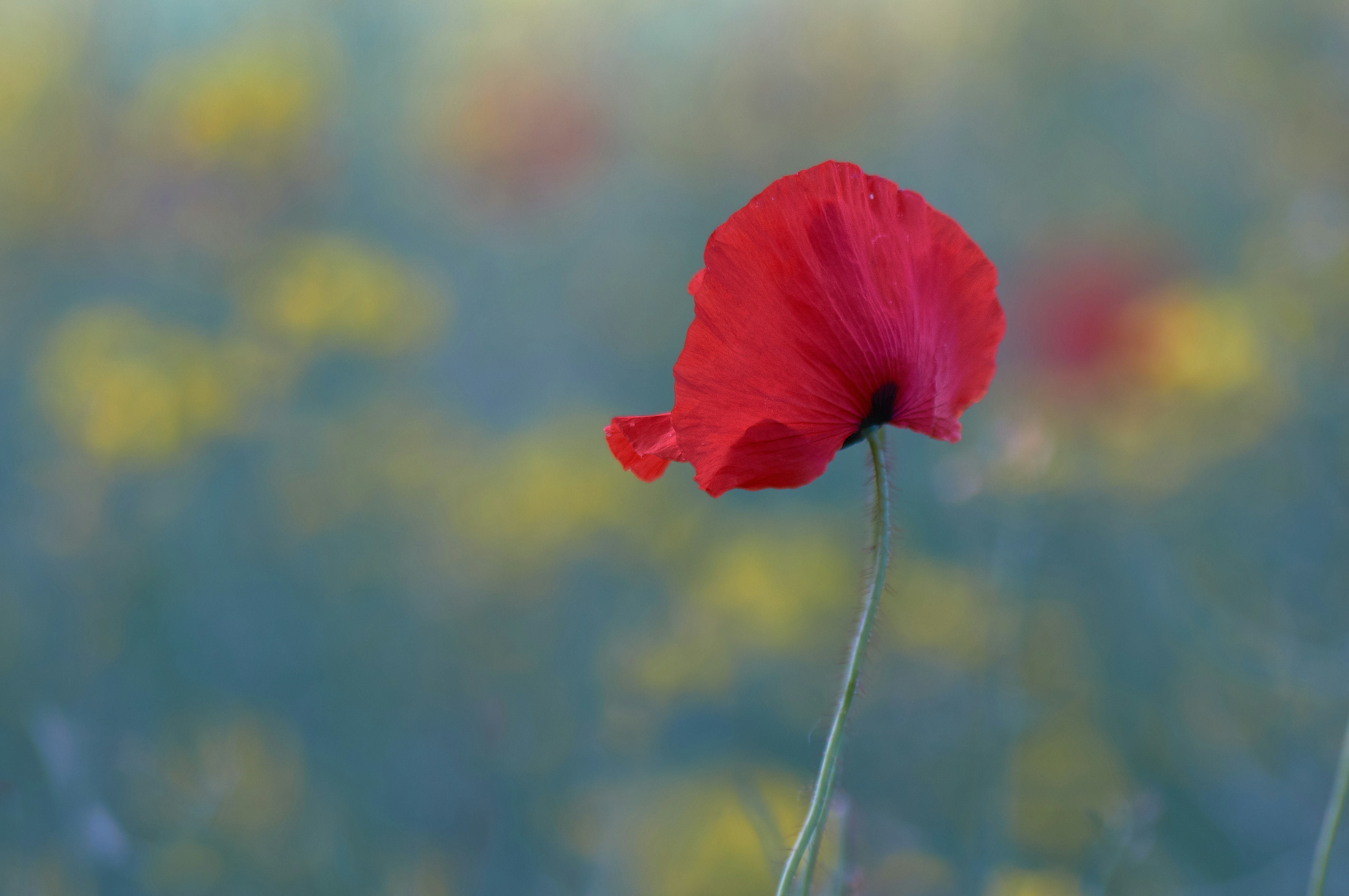 red poppy flower